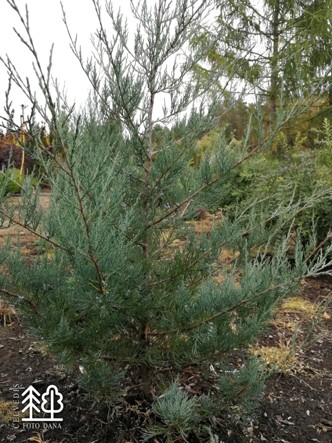 Juniperus virginiana   'Burkii'